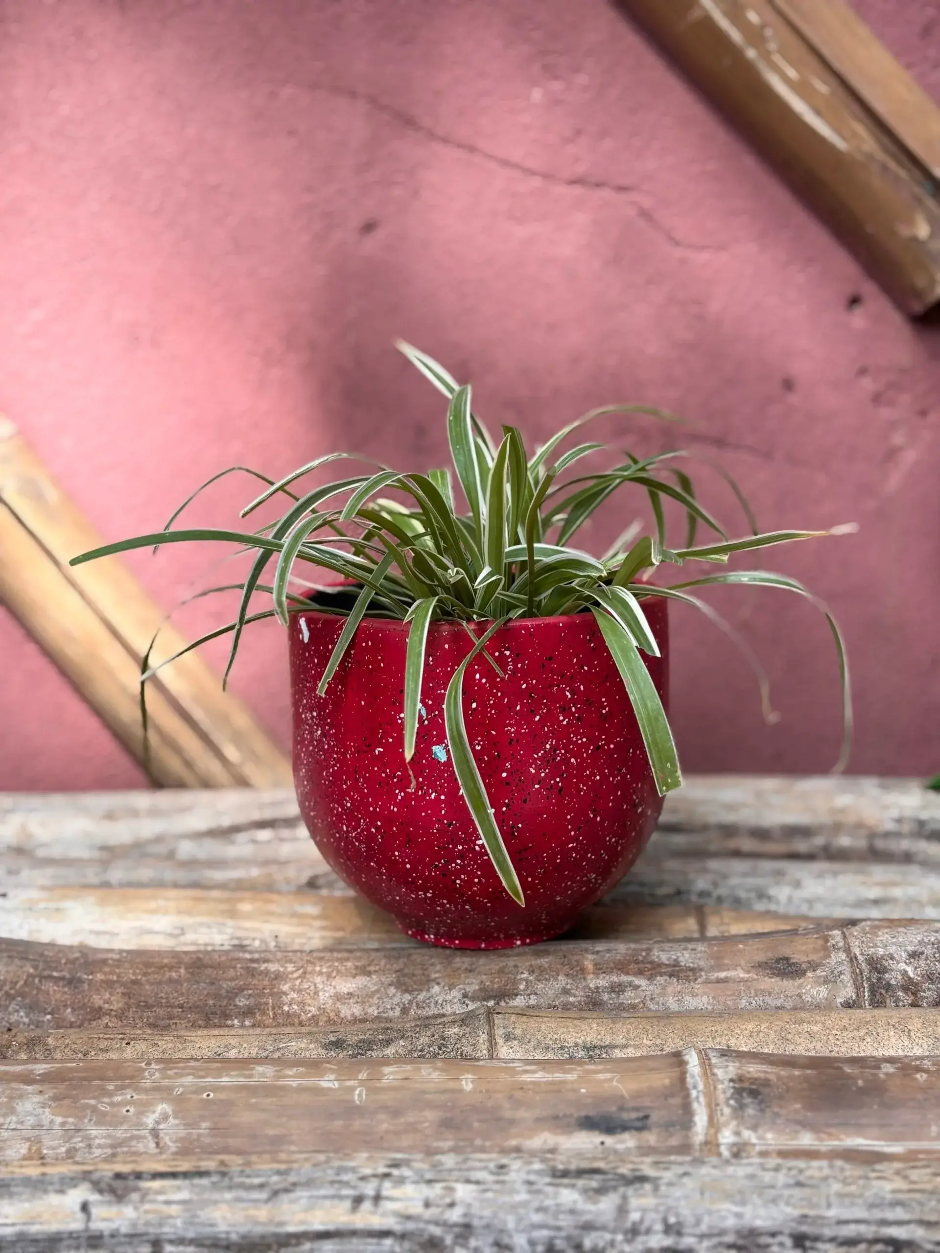 10 Low-Maintenance Indoor Plants You Can Buy in Lagos (Under ₦20,000)